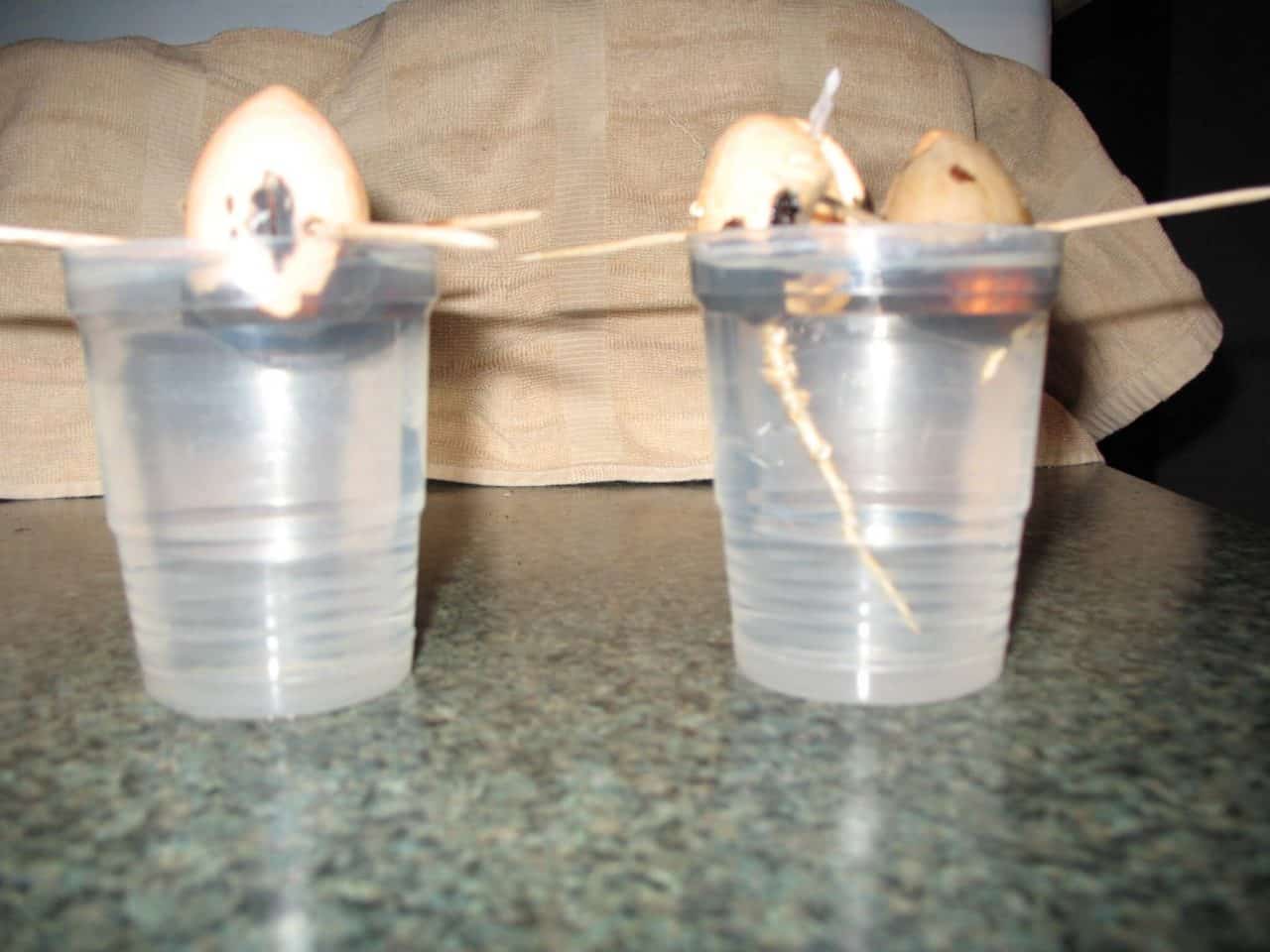 Avocado seeds with toothpicks suspended over a small plastic cup of water beginning to sprout