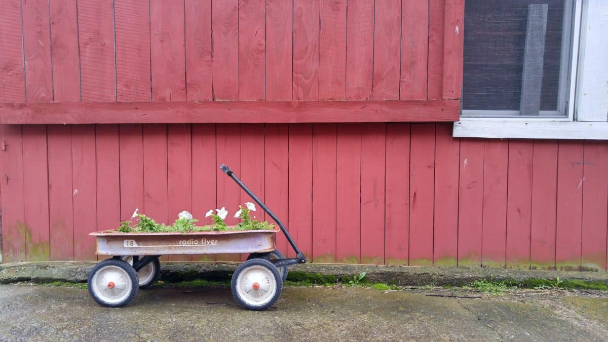 A red Radio Flyer wagon filled with budding plants against a red barn