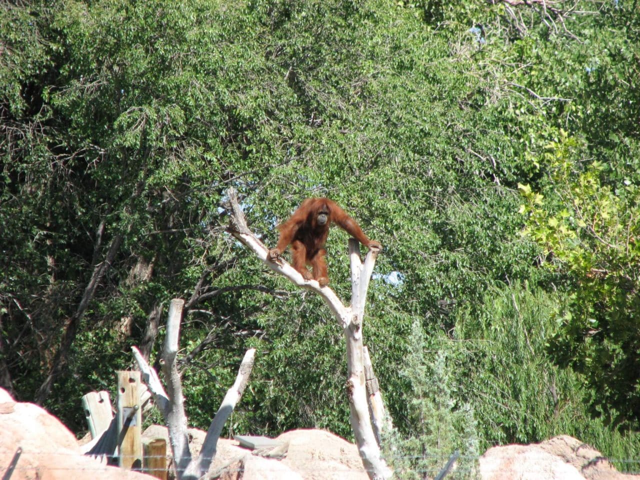 An orangutan high up in a tree watching the people enter the Albuquerque Zoo.