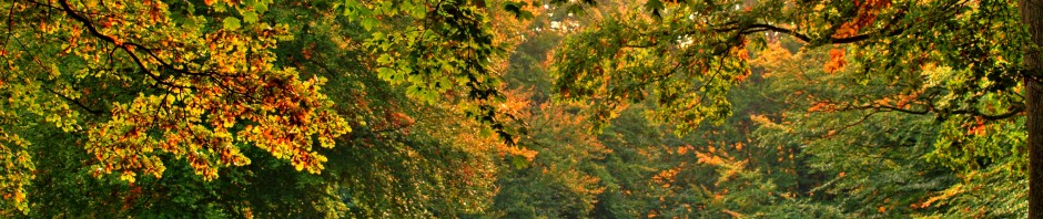 autumn leaves