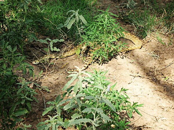 Snake