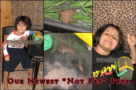 Our Newest "Not Pet" Pets