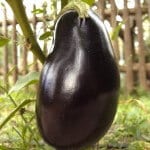 eggplant