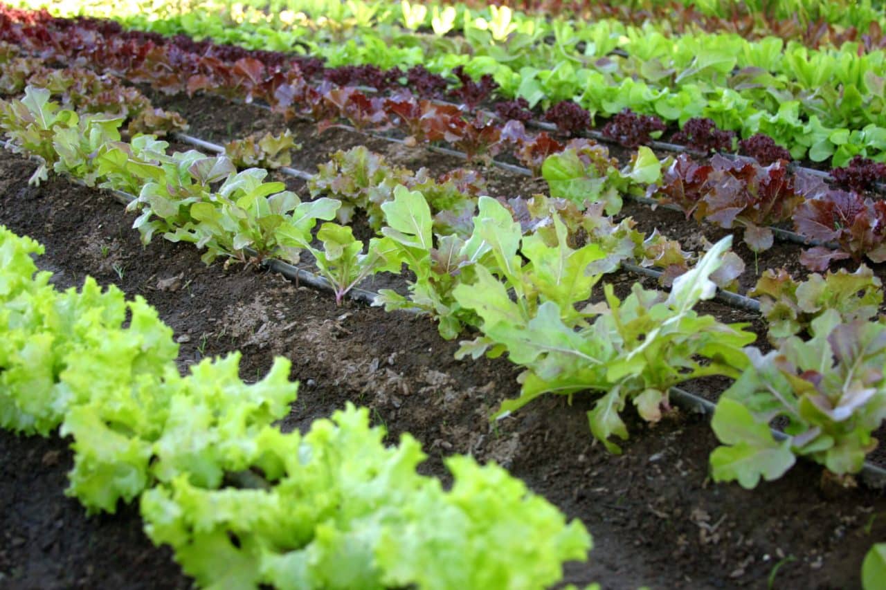 Organic Vegetable Garden