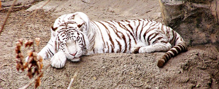 tiger nap