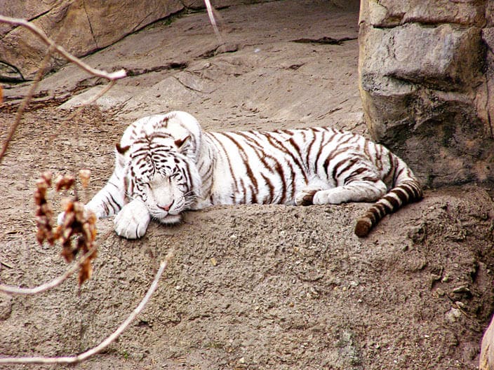 tiger nap